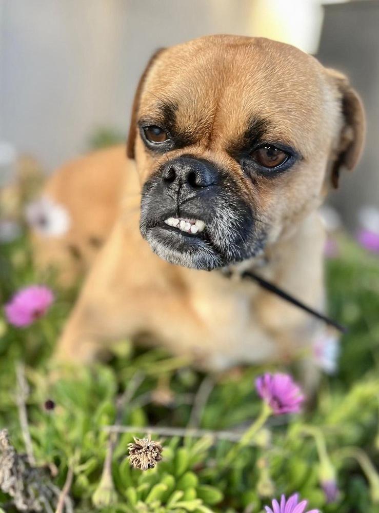 Enlarge Hank, a Adopted mixed breed in Escondido, CA image 4/6