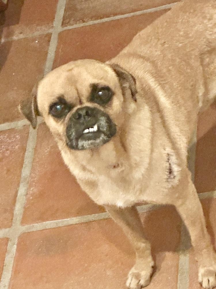 Enlarge Hank, a Adopted mixed breed in Escondido, CA image 5/6