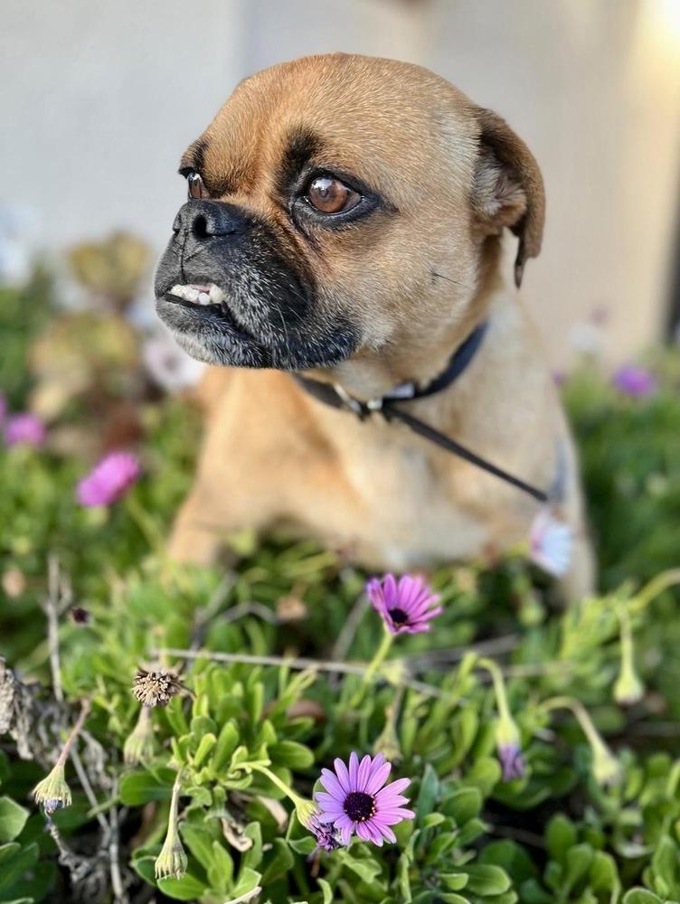 Enlarge Hank, a Adopted mixed breed in Escondido, CA image 6/6