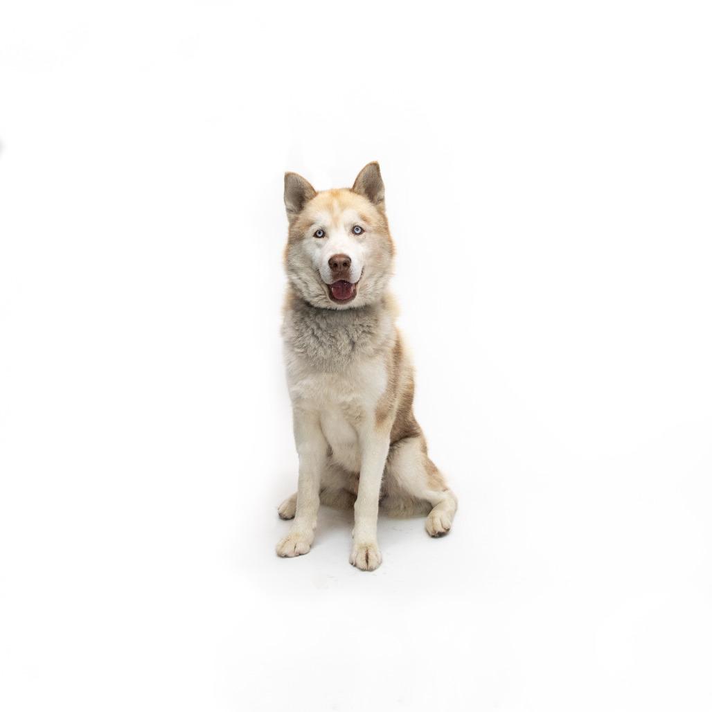 Enlarge Ronaldo, a Adoptable Husky in Playa Vista, CA image 1/1
