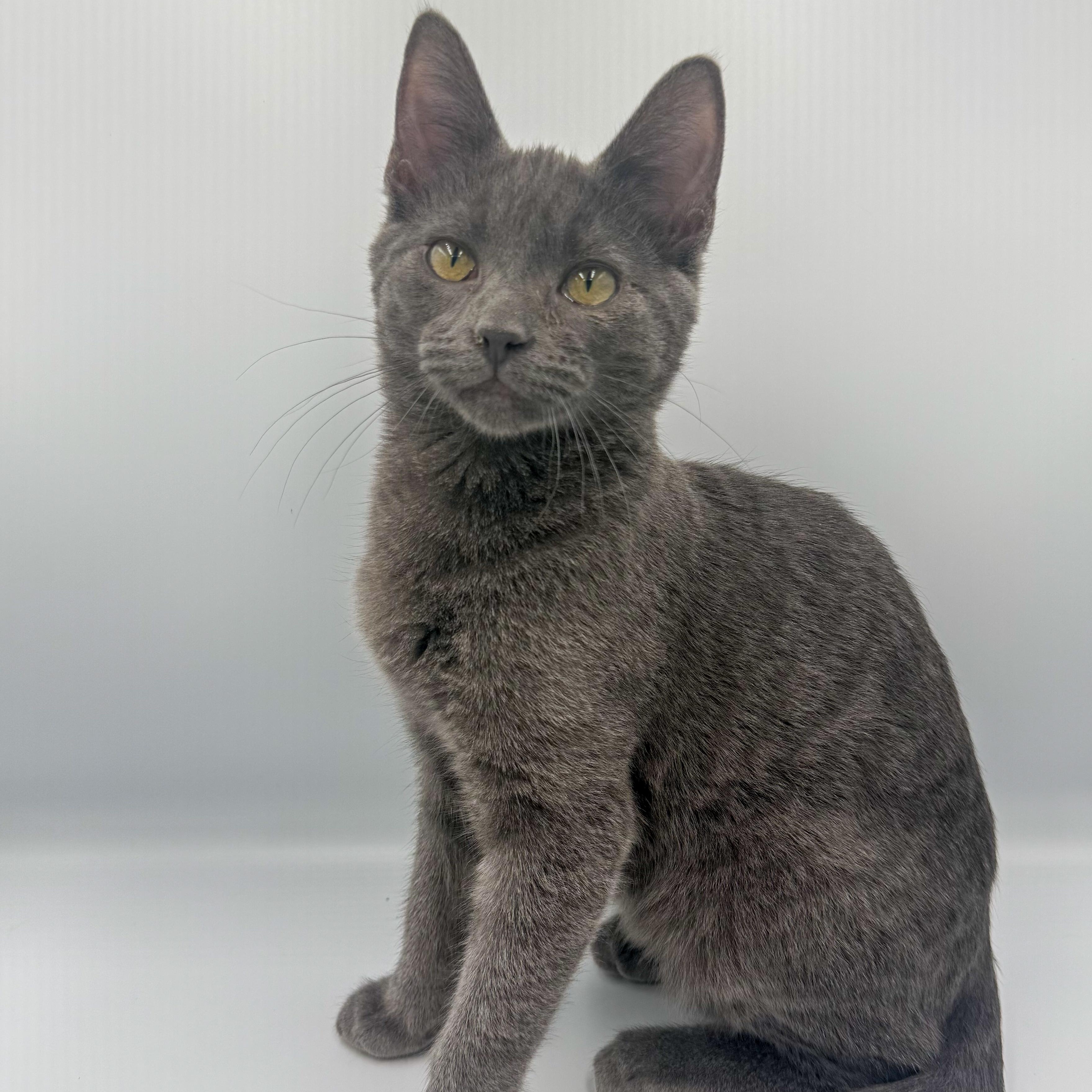 Enlarge Dalinar, an adopted mixed breed in Springfield, MO image 1/5