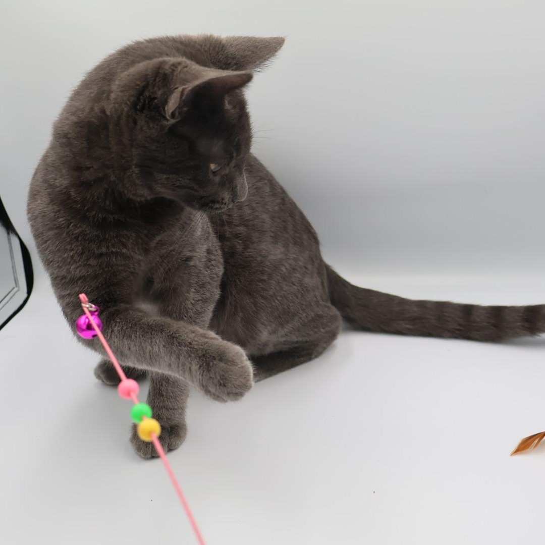 Enlarge Dalinar, an adopted mixed breed in Springfield, MO image 5/5