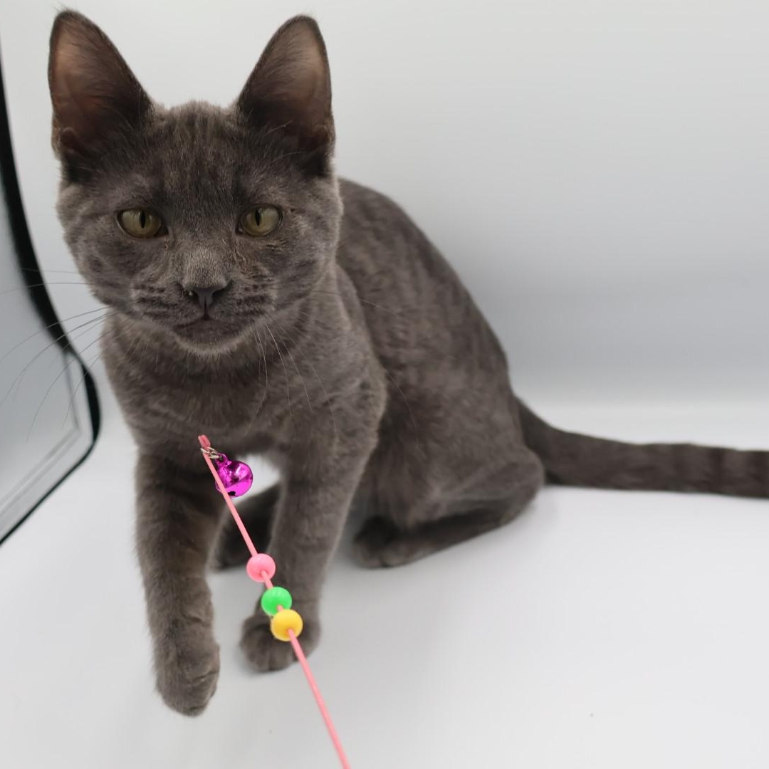 Enlarge Dalinar, an adopted mixed breed in Springfield, MO image 3/5