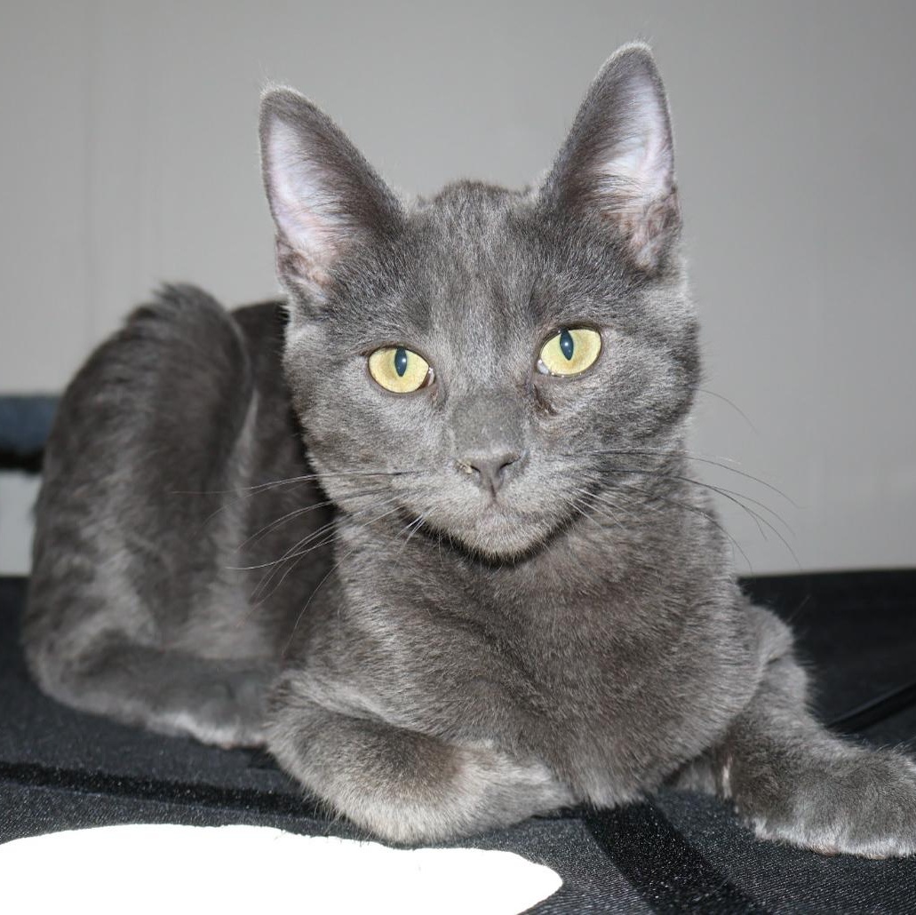 Enlarge Dalinar, an adopted mixed breed in Springfield, MO image 2/5