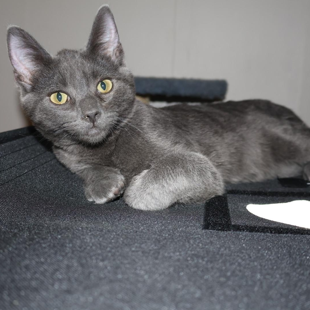 Enlarge Dalinar, an adopted mixed breed in Springfield, MO image 4/5