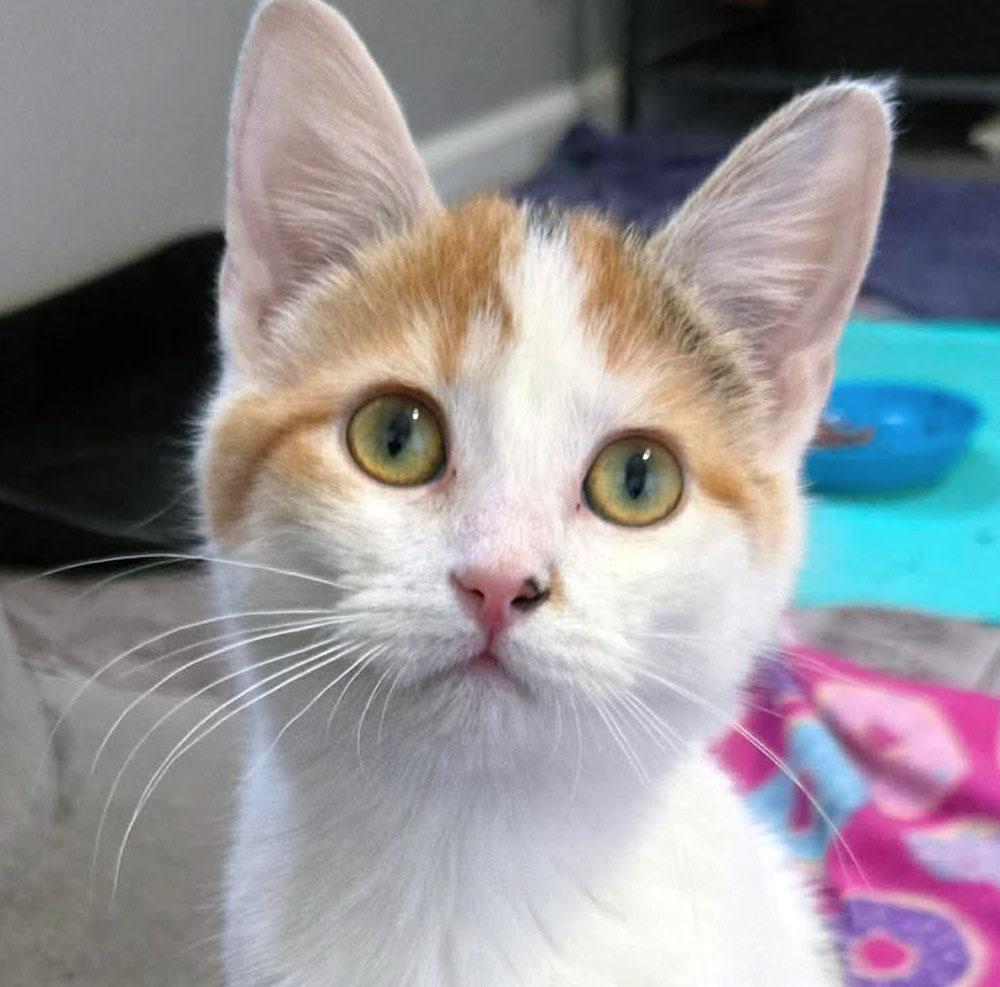 Enlarge Honey (AO35706), an adopted Calico in Merriam, KS image 1/2