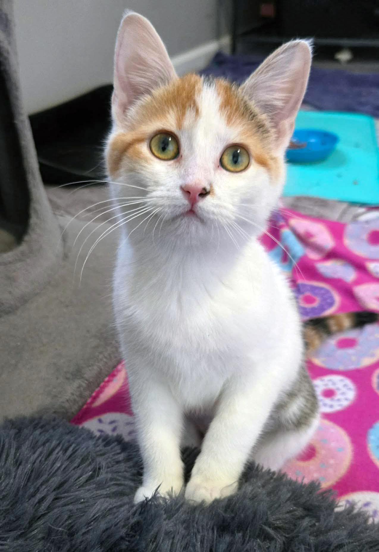 Enlarge Honey (AO35706), an adopted Calico in Merriam, KS image 2/2