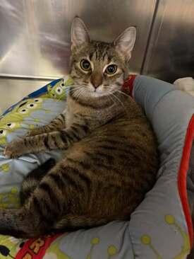 Enlarge Faye, a Adoptable mixed breed in Little Falls, MN image 1/1