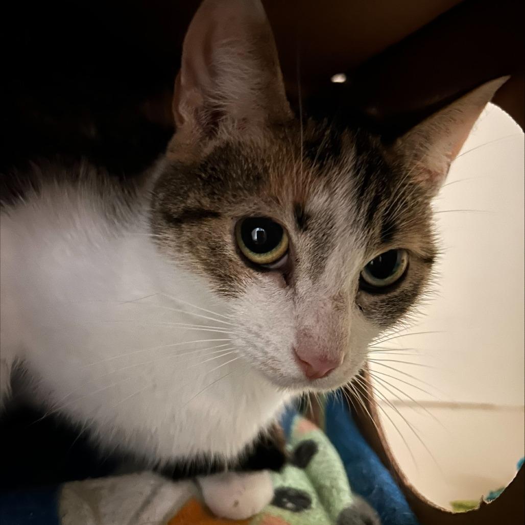 Enlarge Cascatelli, a Adoptable Domestic Short Hair in Pittsburgh, PA image 1/6