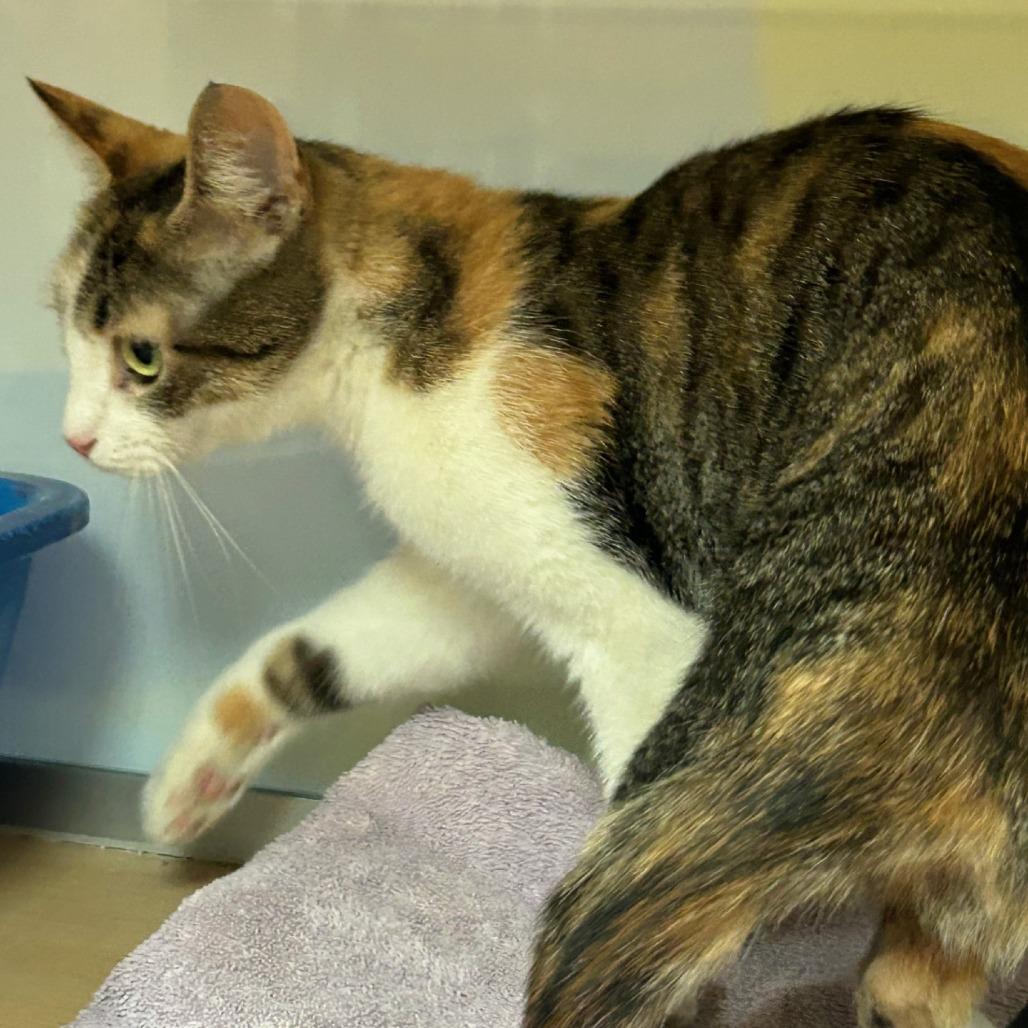 Enlarge Cascatelli, a Adoptable Domestic Short Hair in Pittsburgh, PA image 2/6