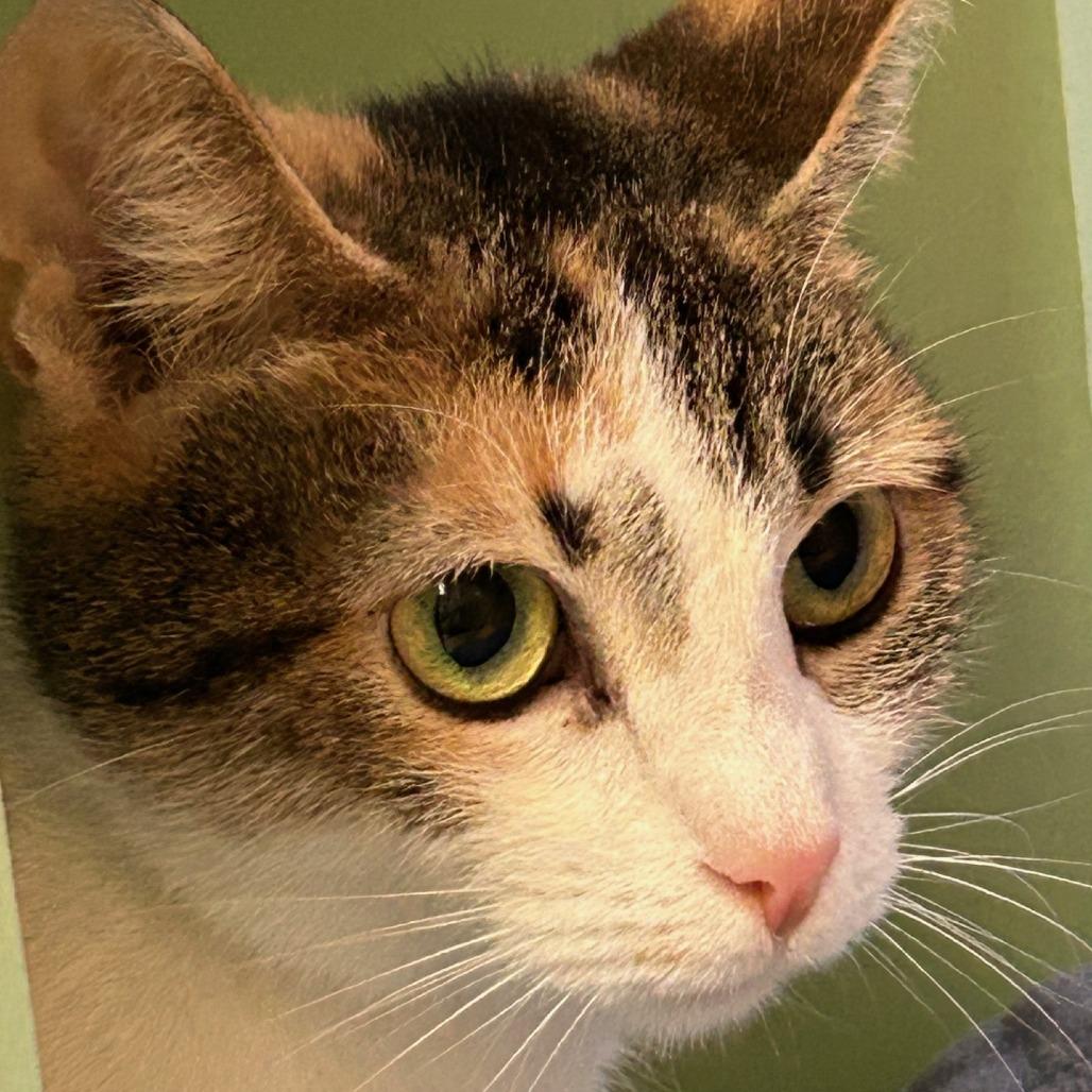 Enlarge Cascatelli, a Adoptable Domestic Short Hair in Pittsburgh, PA image 4/6