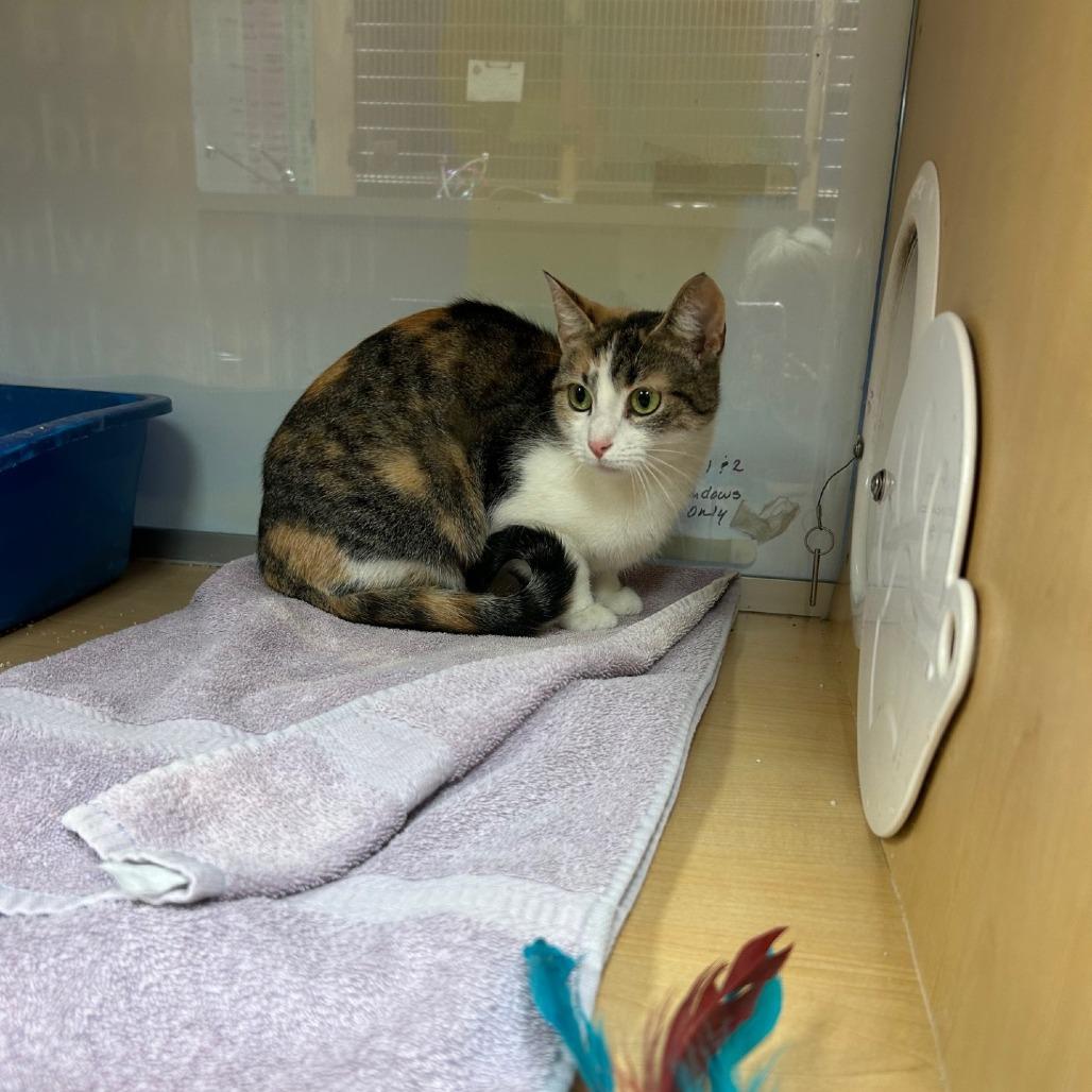 Enlarge Cascatelli, a Adoptable Domestic Short Hair in Pittsburgh, PA image 5/6