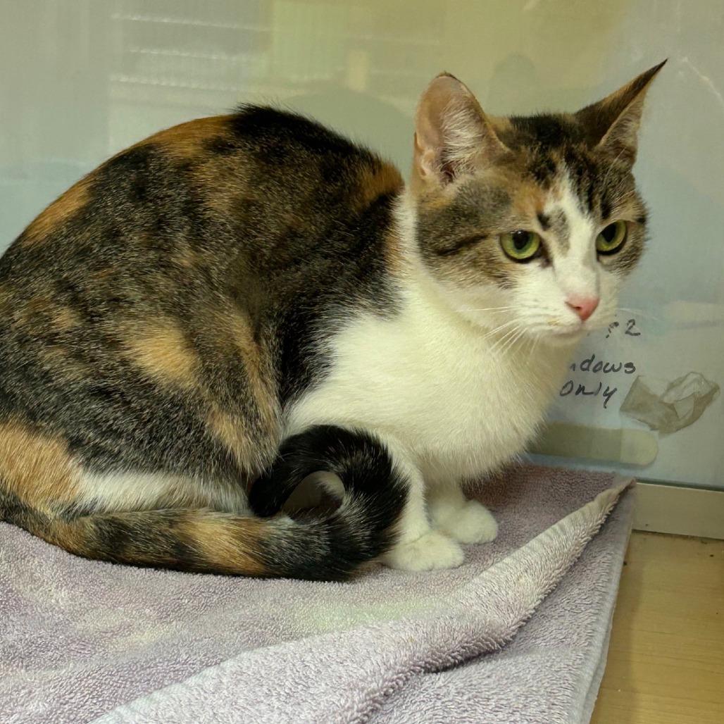 Enlarge Cascatelli, a Adoptable Domestic Short Hair in Pittsburgh, PA image 6/6