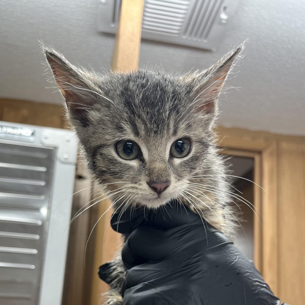 Enlarge Dasani, a Adoptable Domestic Short Hair in Enfield, NH image 1/1