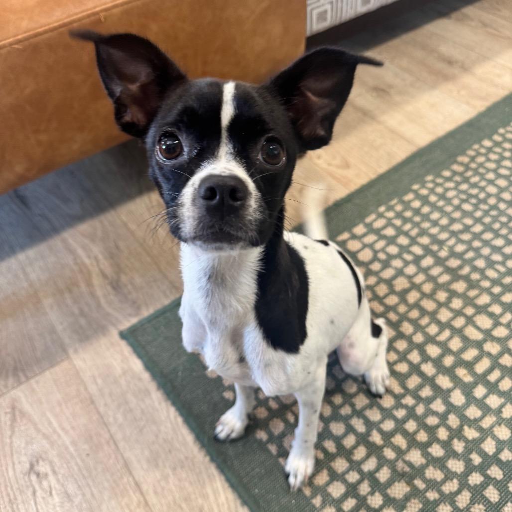 GRACIE (705), Adoptable, Young Female Boston Terrier & Mixed Breed.