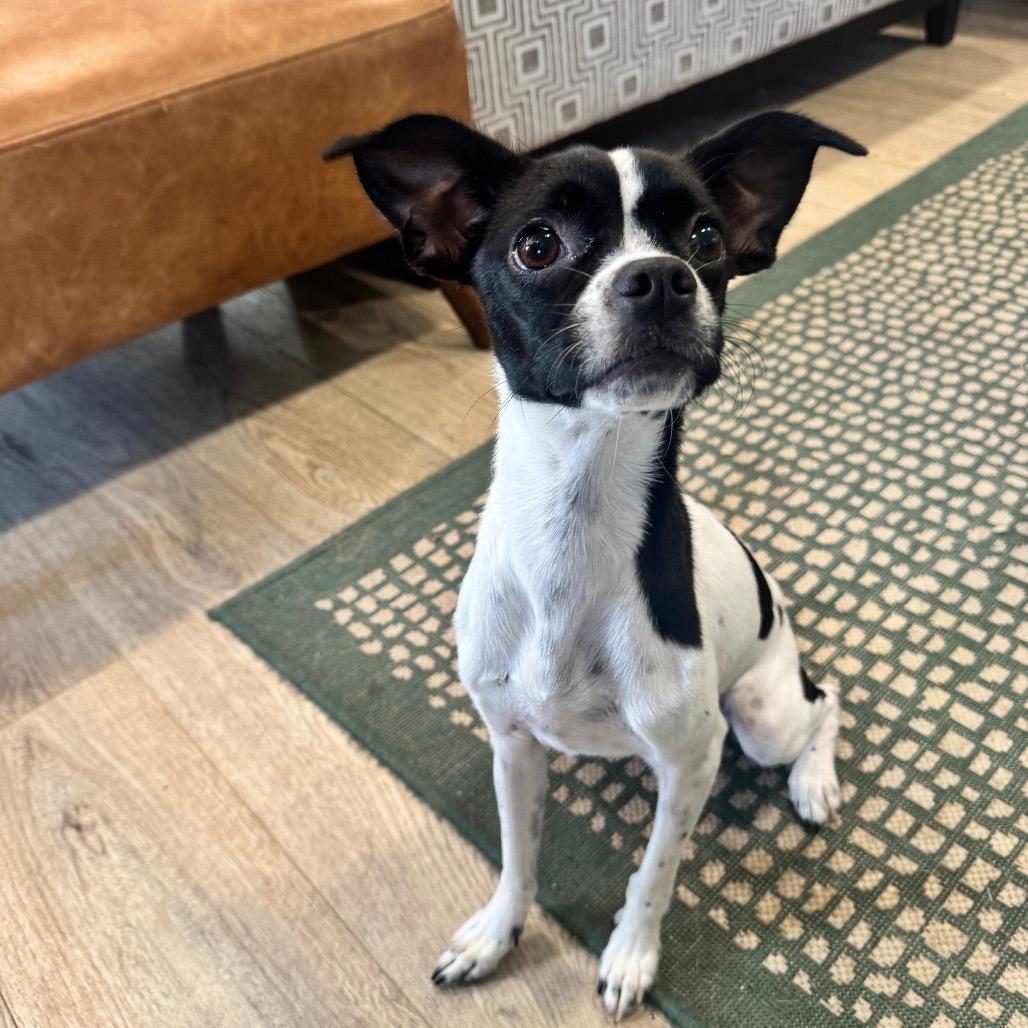 Enlarge GRACIE (705), a Adoptable mixed breed in Indiantown, FL image 2/4