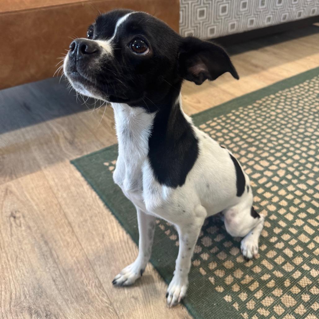 Enlarge GRACIE (705), a Adoptable mixed breed in Indiantown, FL image 4/4
