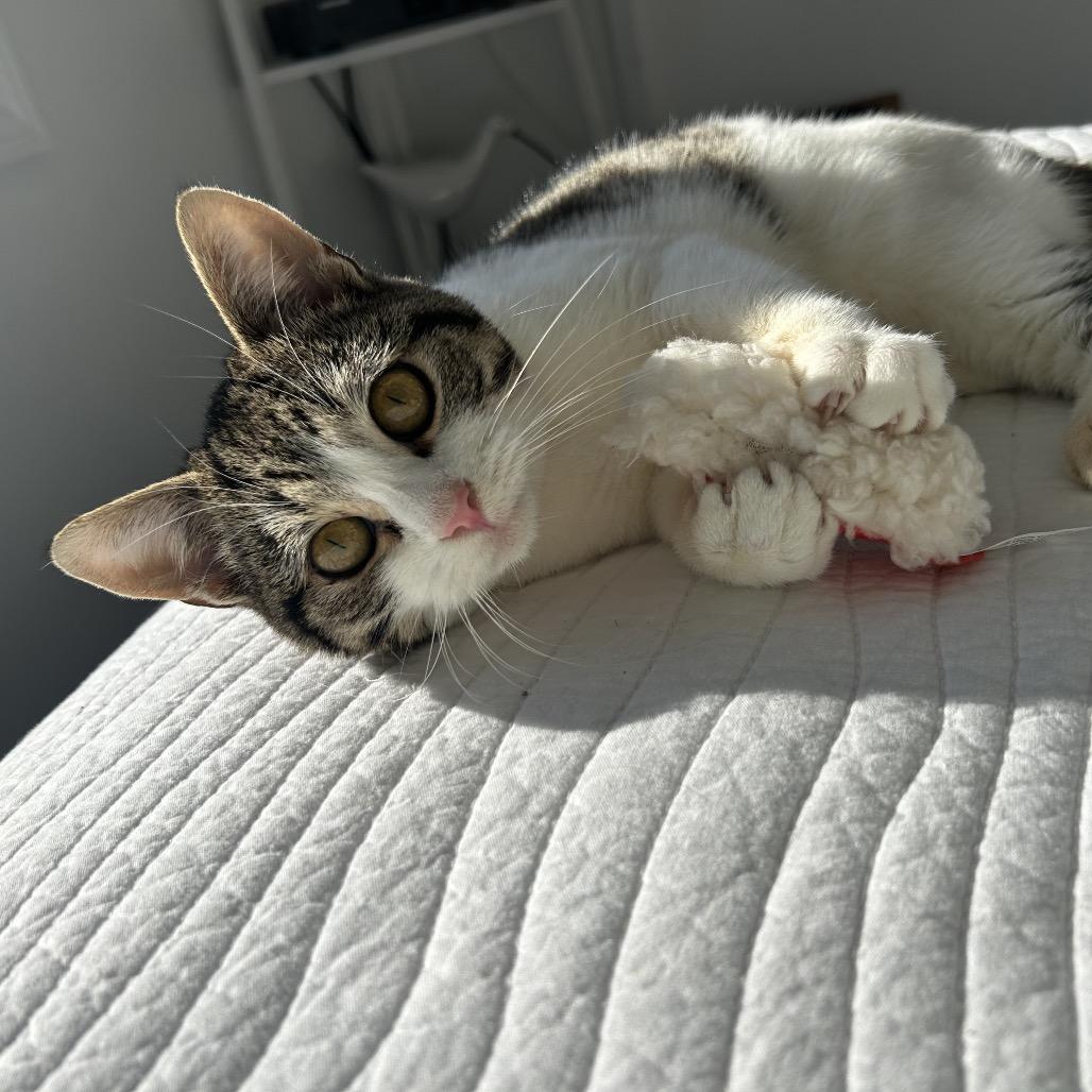 Sporkie, Adoptable, Young Male Domestic Short Hair.