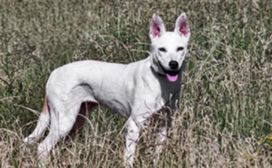 Enlarge LILLY, a Adoptable Mixed Breed in Santa Fe, NM image 1/1
