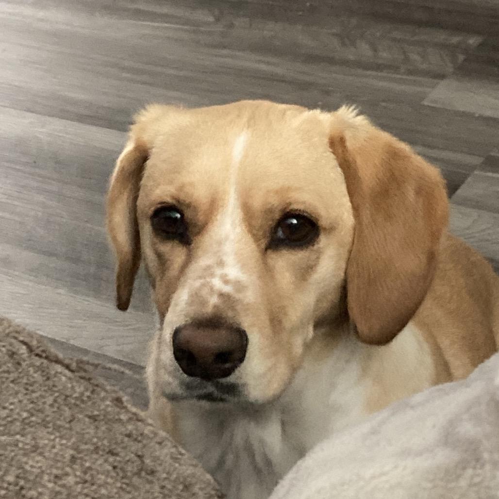 Cagney V17, Adoptable, Senior Female Beagle.