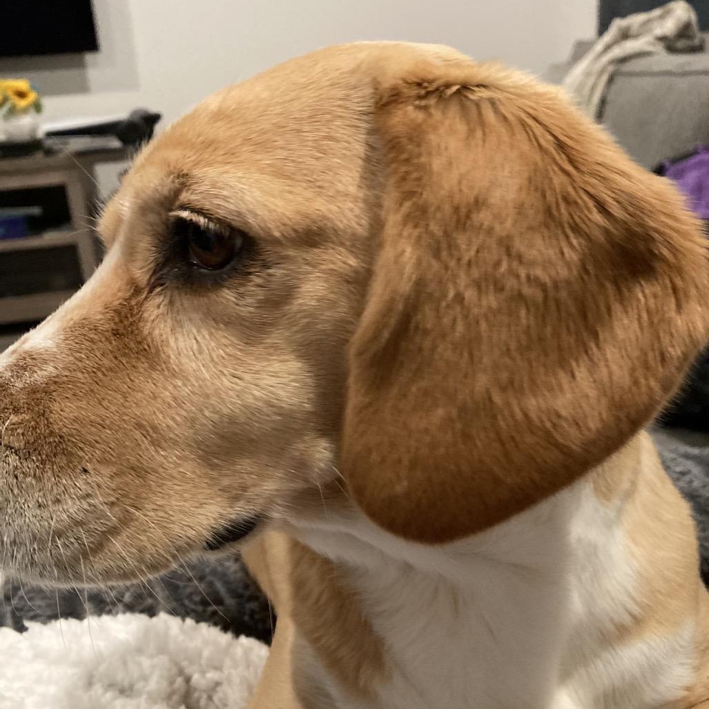 Enlarge Cagney V17, a Adoptable Beagle in Allen, TX image 2/6