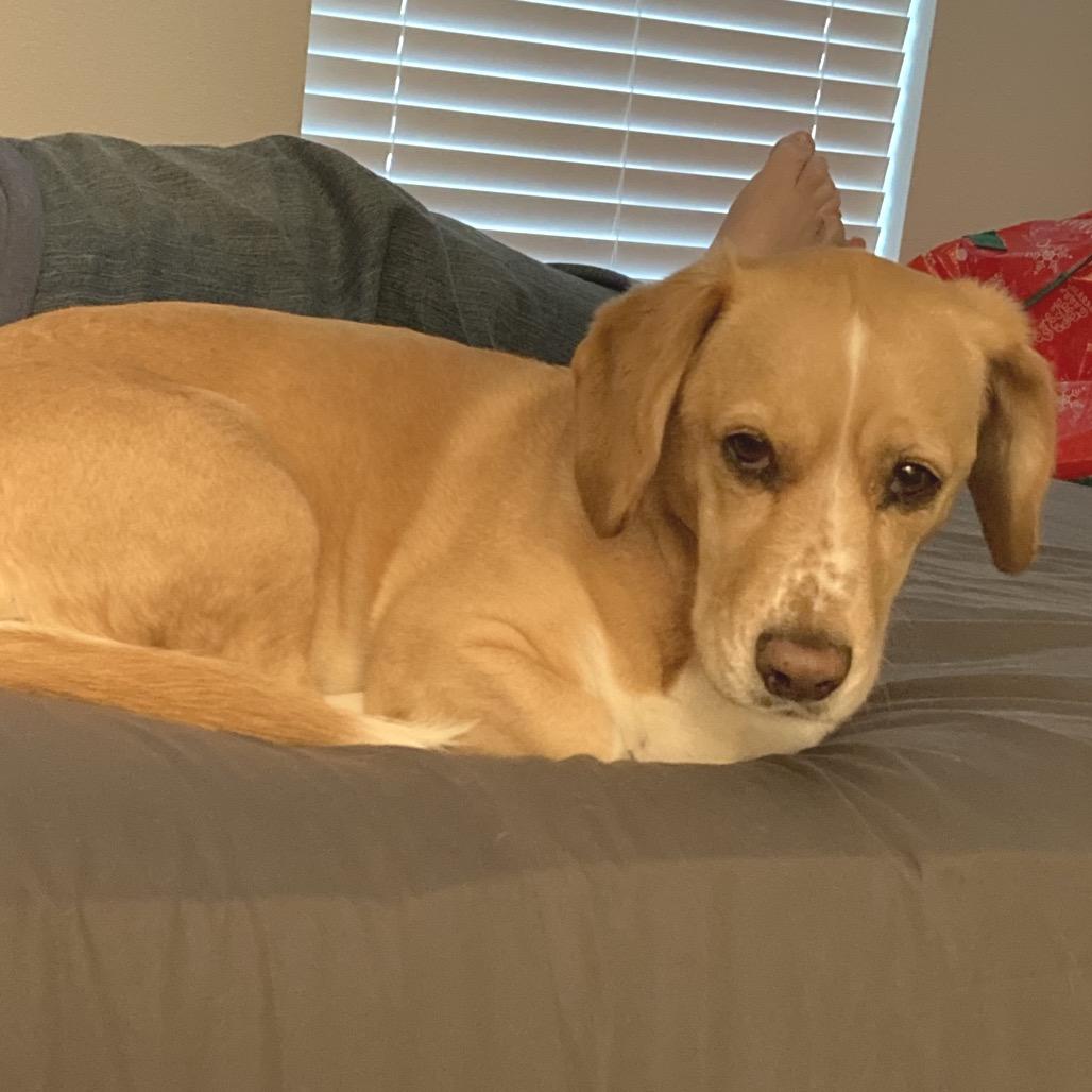 Enlarge Cagney V17, a Adoptable Beagle in Allen, TX image 3/6