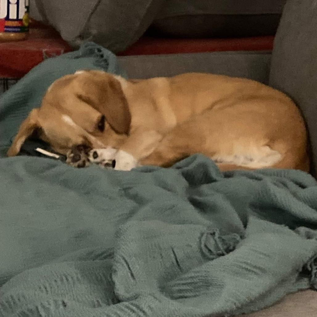 Enlarge Cagney V17, a Adoptable Beagle in Allen, TX image 5/6