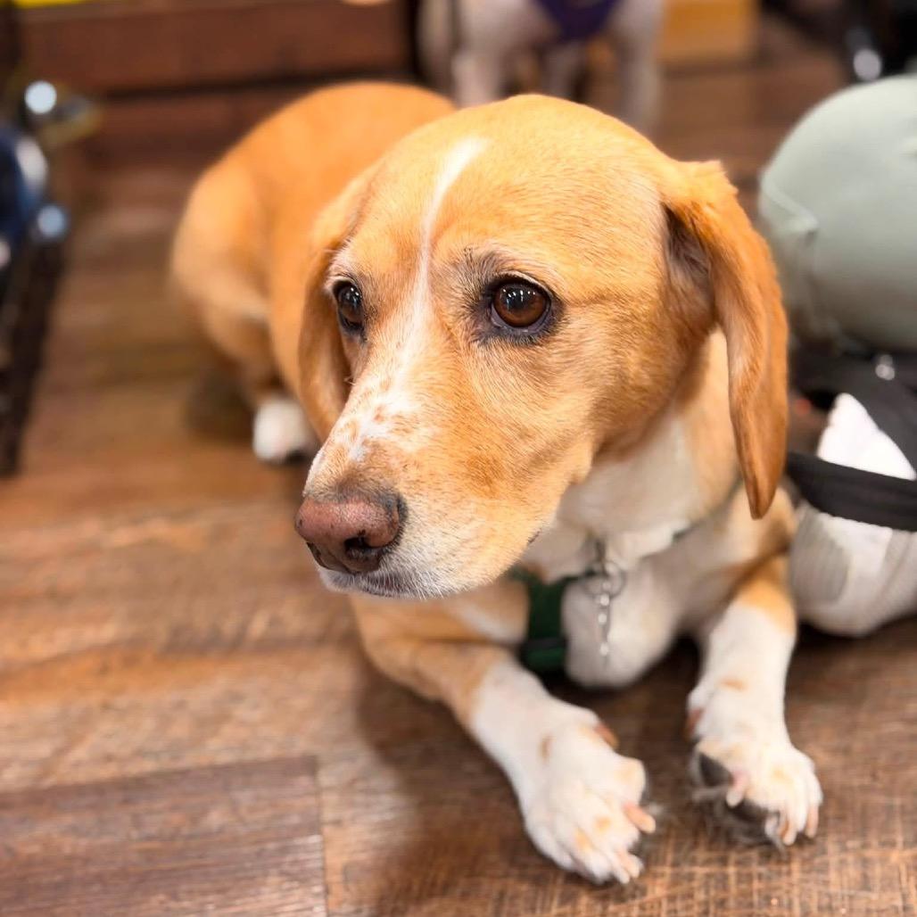 Enlarge Cagney V17, a Adoptable Beagle in Allen, TX image 6/6