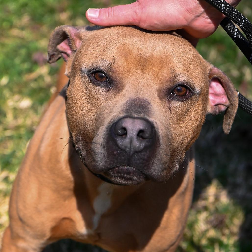 Enlarge Justin, a Adoptable Mixed Breed in Fredericksburg, VA image 1/3