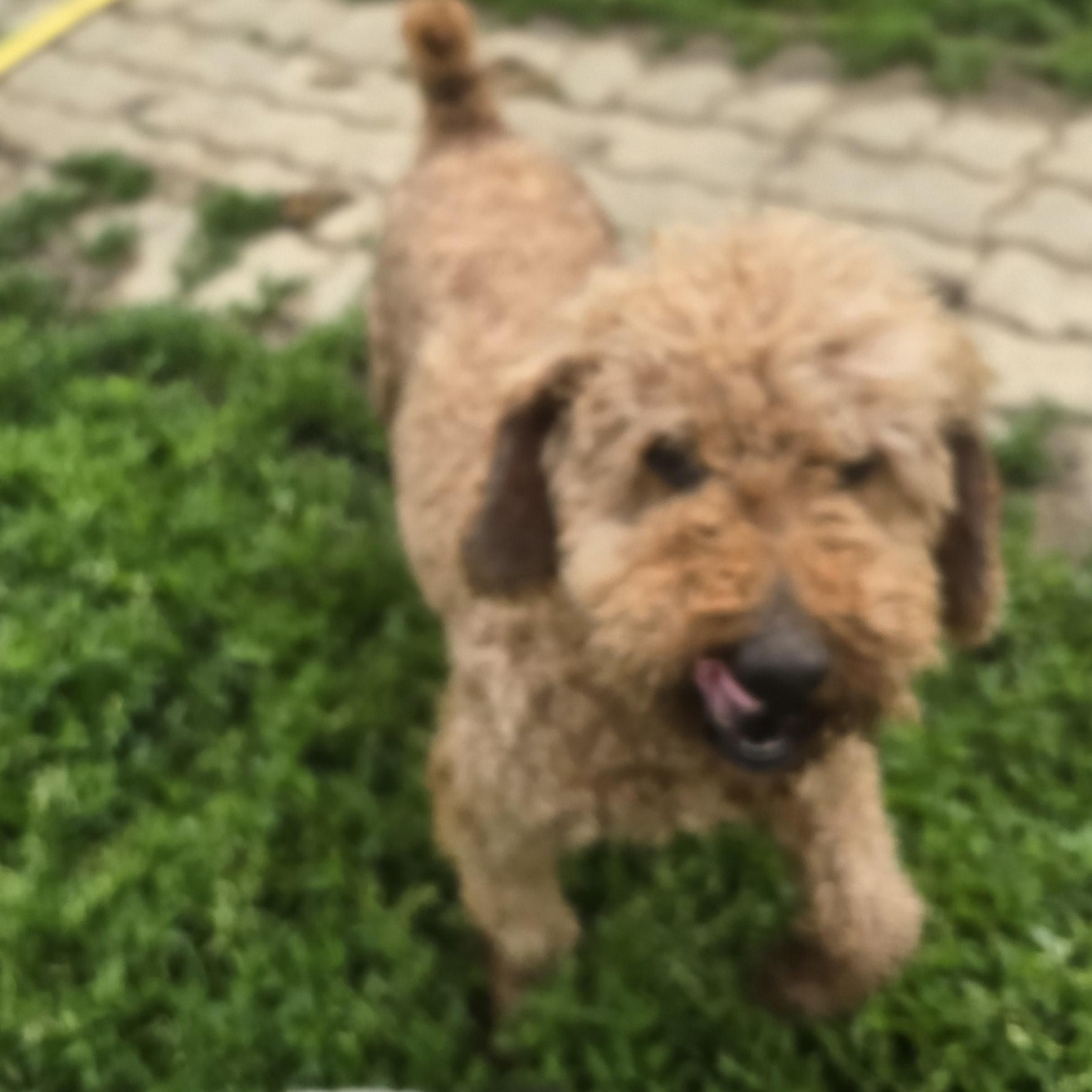 Enlarge cody, a ADOPTABLE Poodle in Zaleski, OH image 1/1