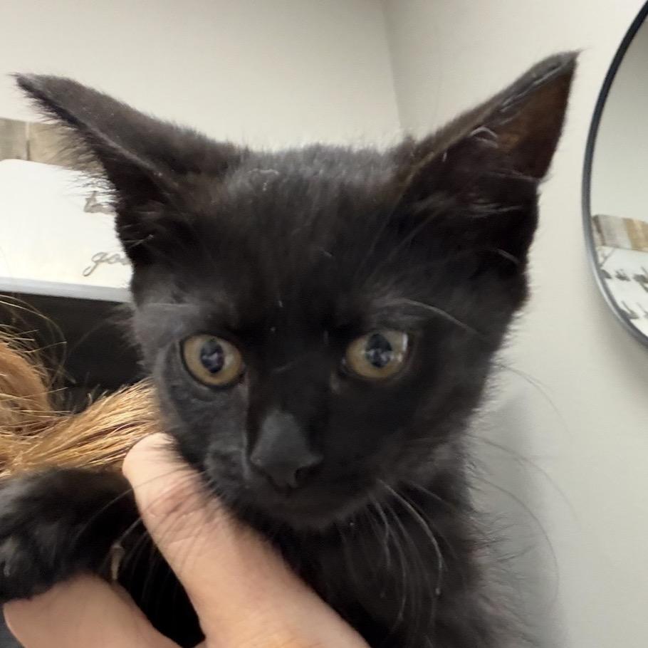 Frankie, Adoptable, Kitten Female Domestic Short Hair.