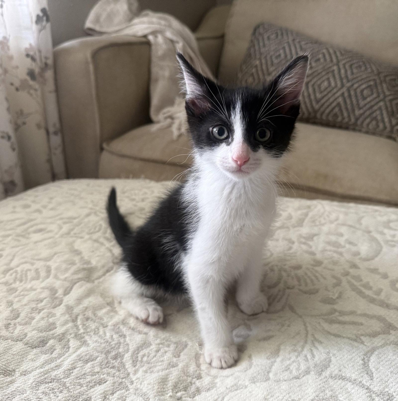 Enlarge Bandit, a Adoptable Tuxedo in Fenton, MO image 1/1