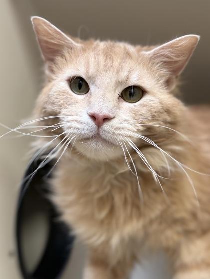 Tubi (working cat), Adoptable, Adult Male Domestic Long Hair & Domestic Short Hair.
