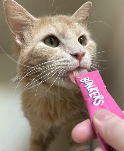 Enlarge Tubi (working cat), a Adoptable mixed breed in Fairfax, VA image 2/3