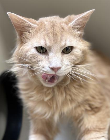 Enlarge Tubi (working cat), a Adoptable mixed breed in Fairfax, VA image 3/3