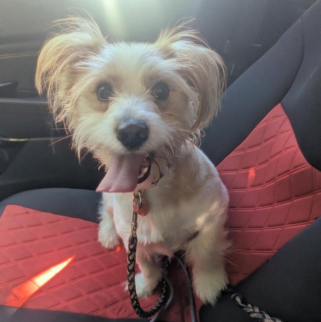 Enlarge Frank, a Adopted mixed breed in Indianola, IA image 1/1
