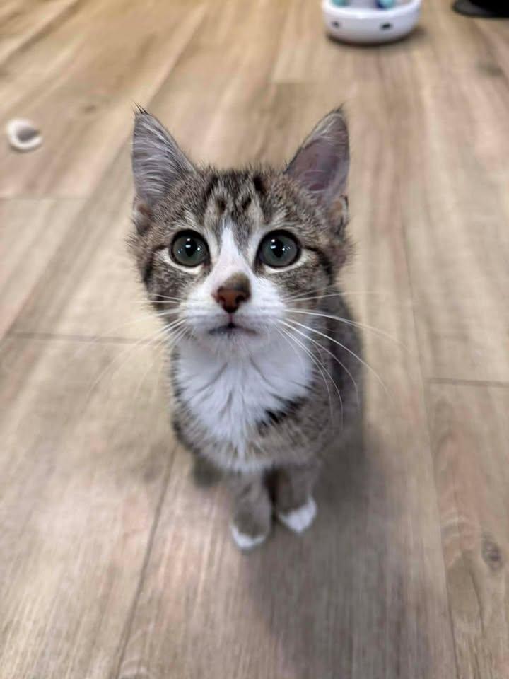 Olivia, ADOPTABLE, Young Female Domestic Short Hair.