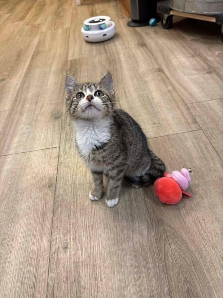 Enlarge Olivia, a ADOPTABLE Domestic Short Hair in Wilmington, NC image 3/3