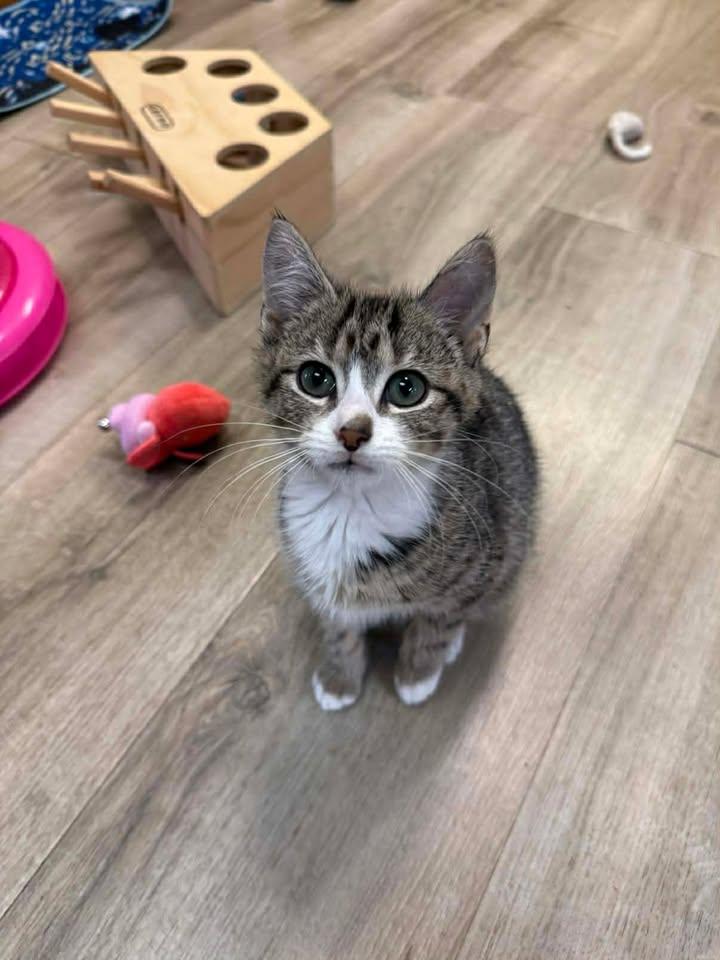 Enlarge Olivia, a ADOPTABLE Domestic Short Hair in Wilmington, NC image 2/3