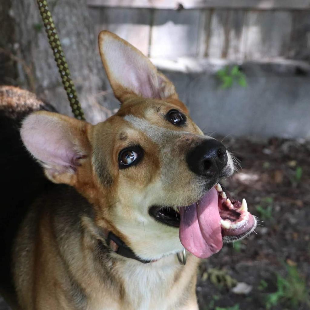 Enlarge Ellie, a Adoptable mixed breed in San Antonio, TX image 3/5