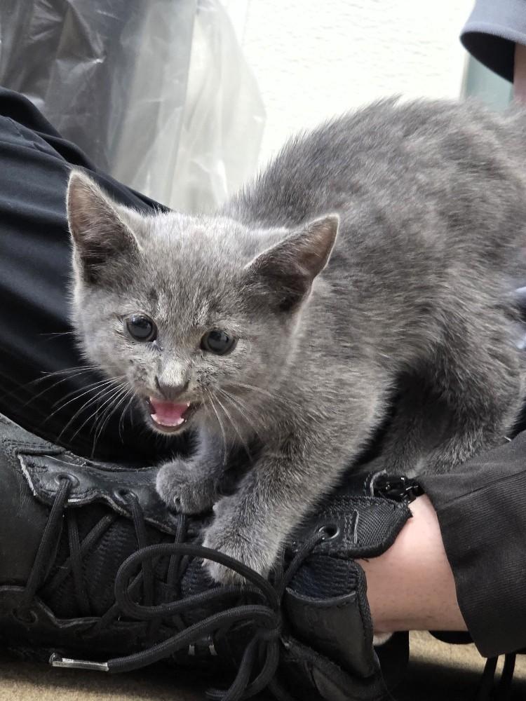 Enlarge Kangaroo Jack, a Adopted Domestic Short Hair in Salt Lake City, UT image 3/5