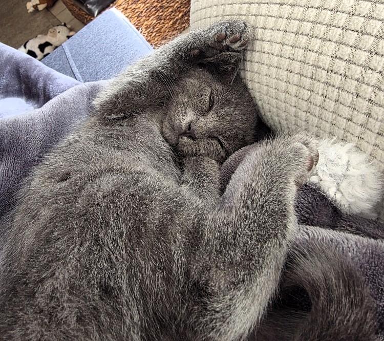 Enlarge Kangaroo Jack, a Adopted Domestic Short Hair in Salt Lake City, UT image 4/5