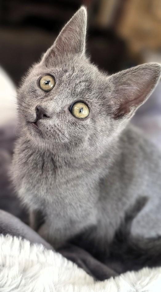 Enlarge Kangaroo Jack, a Adopted Domestic Short Hair in Salt Lake City, UT image 5/5