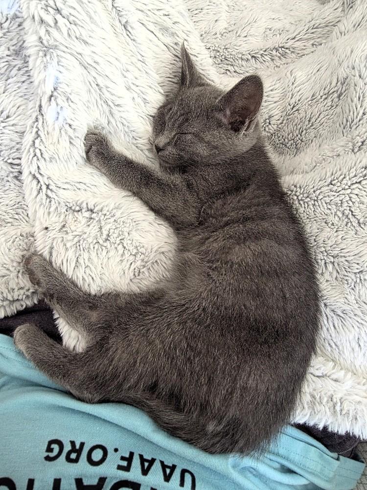 Enlarge Kangaroo Jack, a Adopted Domestic Short Hair in Salt Lake City, UT image 2/5