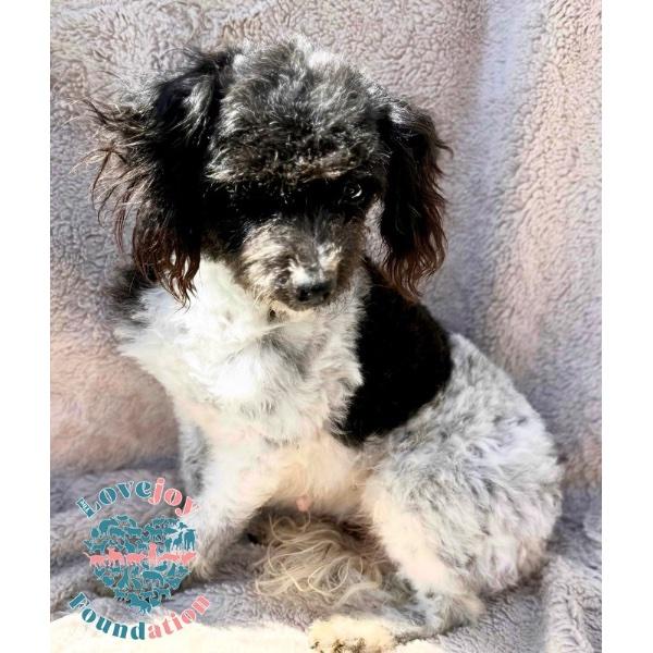 Faith Coh thumbnail 3