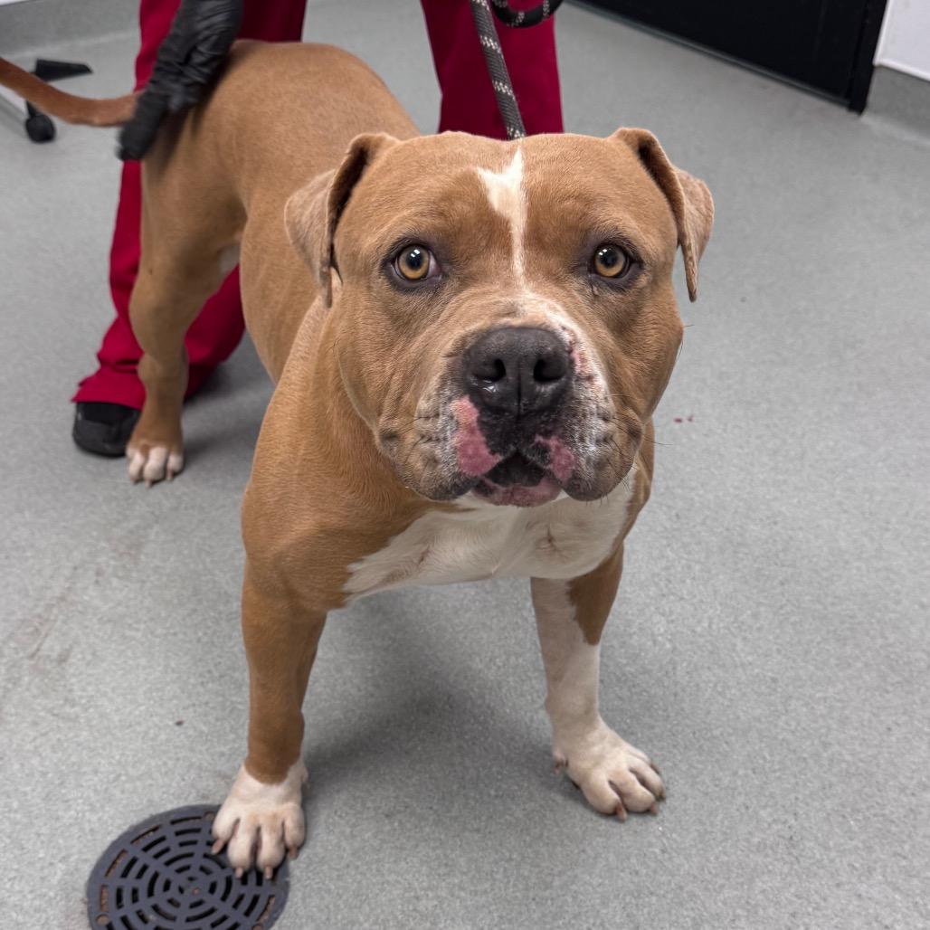 Gabriel, Adoptable, Adult Male American Bulldog & Mixed Breed.