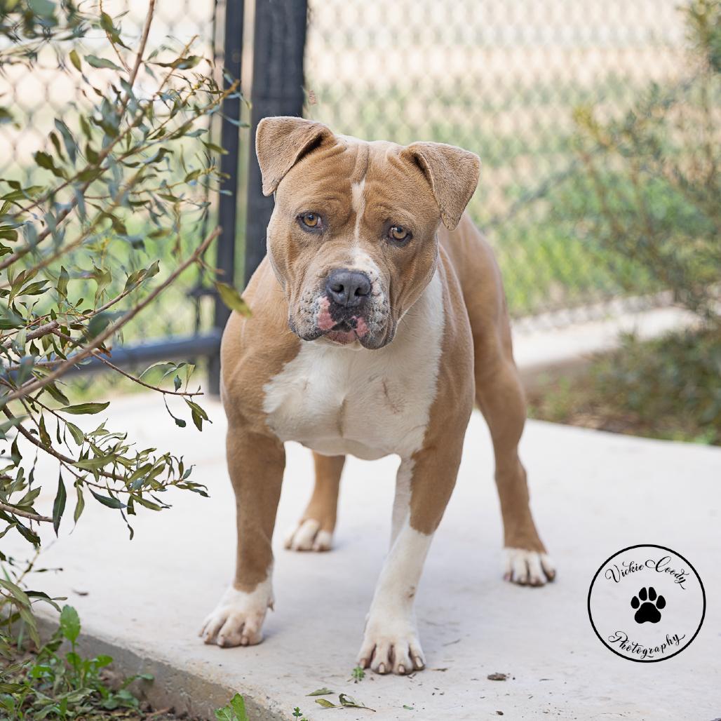 Enlarge Gabriel, a Adoptable mixed breed in Abilene, TX image 2/3