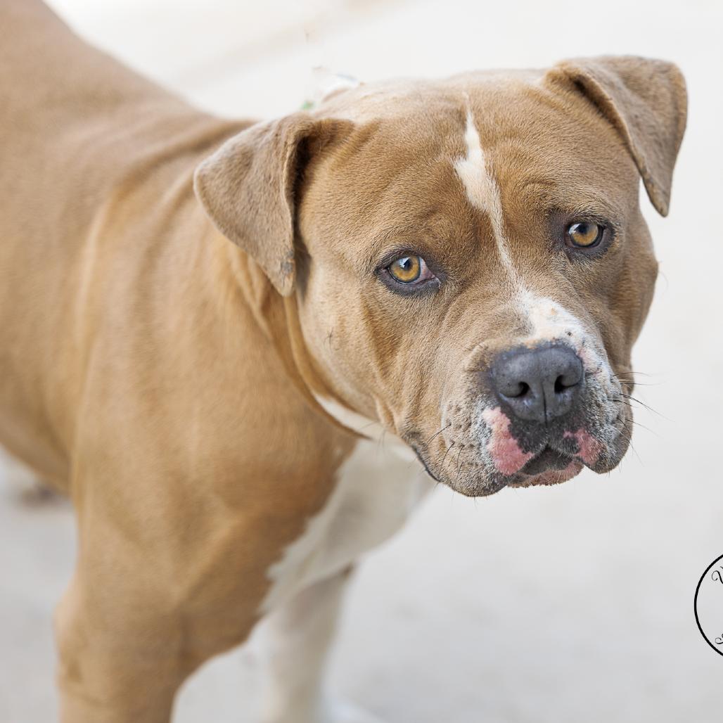 Enlarge Gabriel, a Adoptable mixed breed in Abilene, TX image 3/3