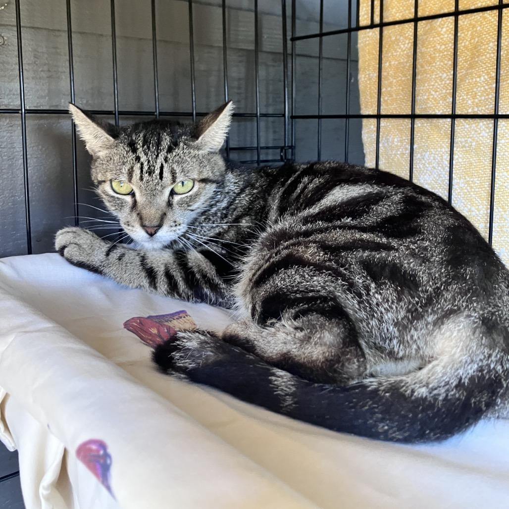 Enlarge Dolphin, a Adoptable Domestic Short Hair in Freeport, FL image 1/2