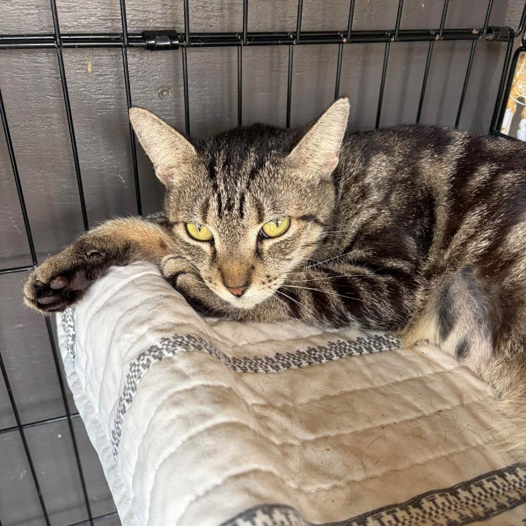Enlarge Dolphin, a Adoptable Domestic Short Hair in Freeport, FL image 2/2